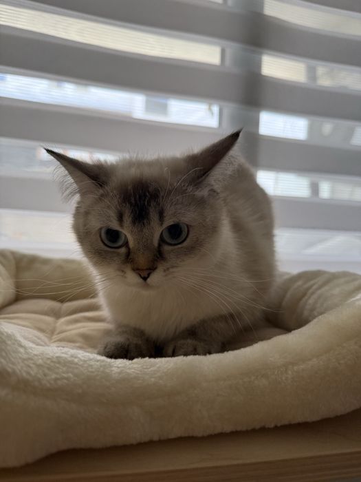 Чистокръвна британска късокосместа със сини очи