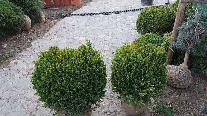 Plante ornamentale