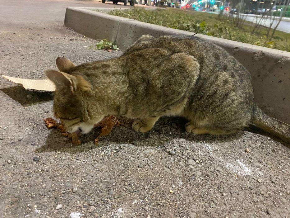 Нашли кошечку !!!