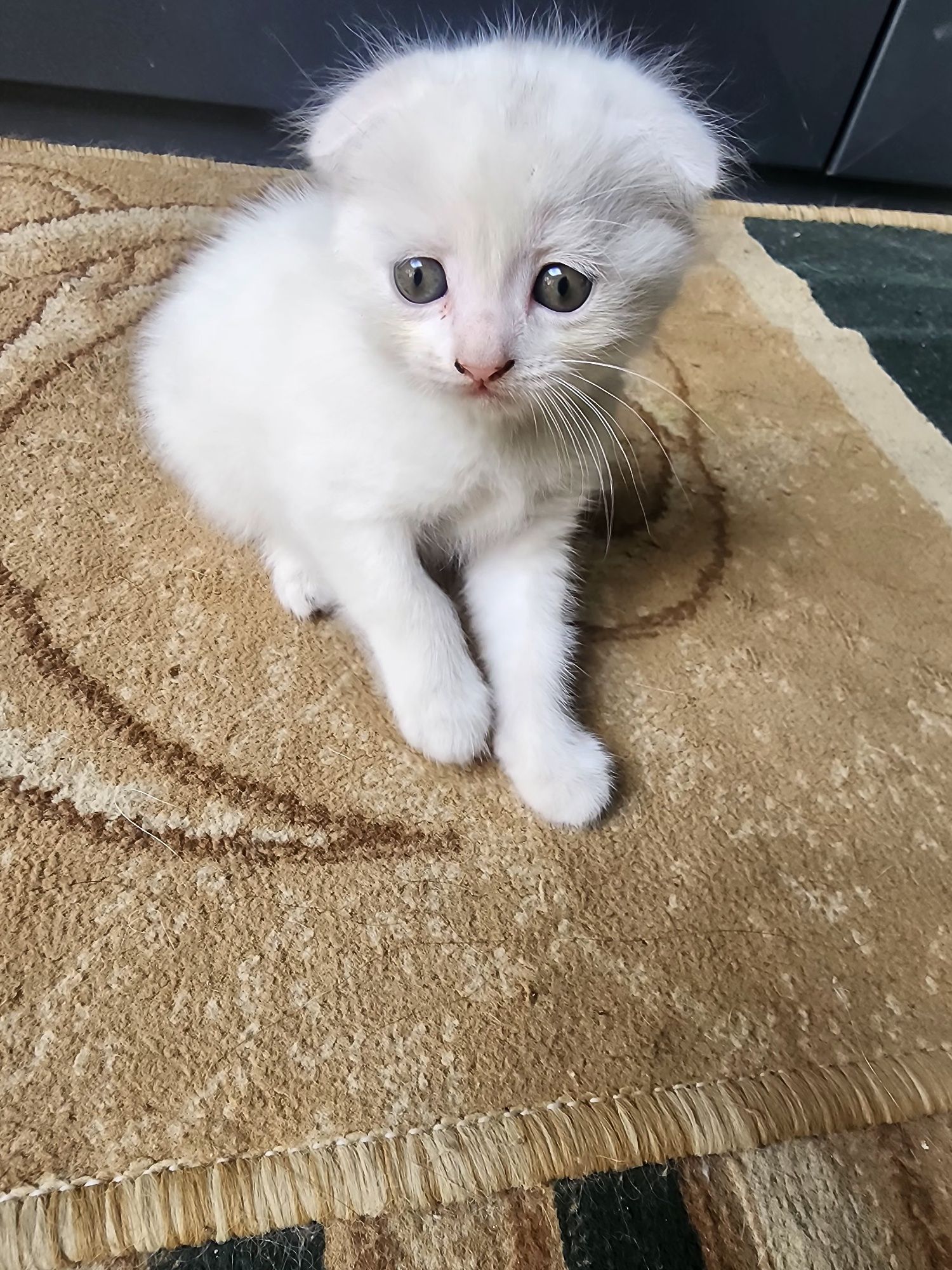 Кошка mushuk vesla ux
