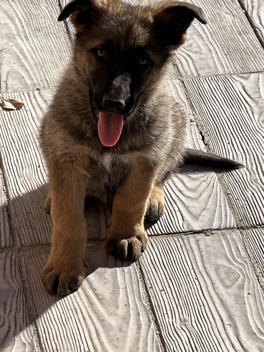 Немецкая овчарка