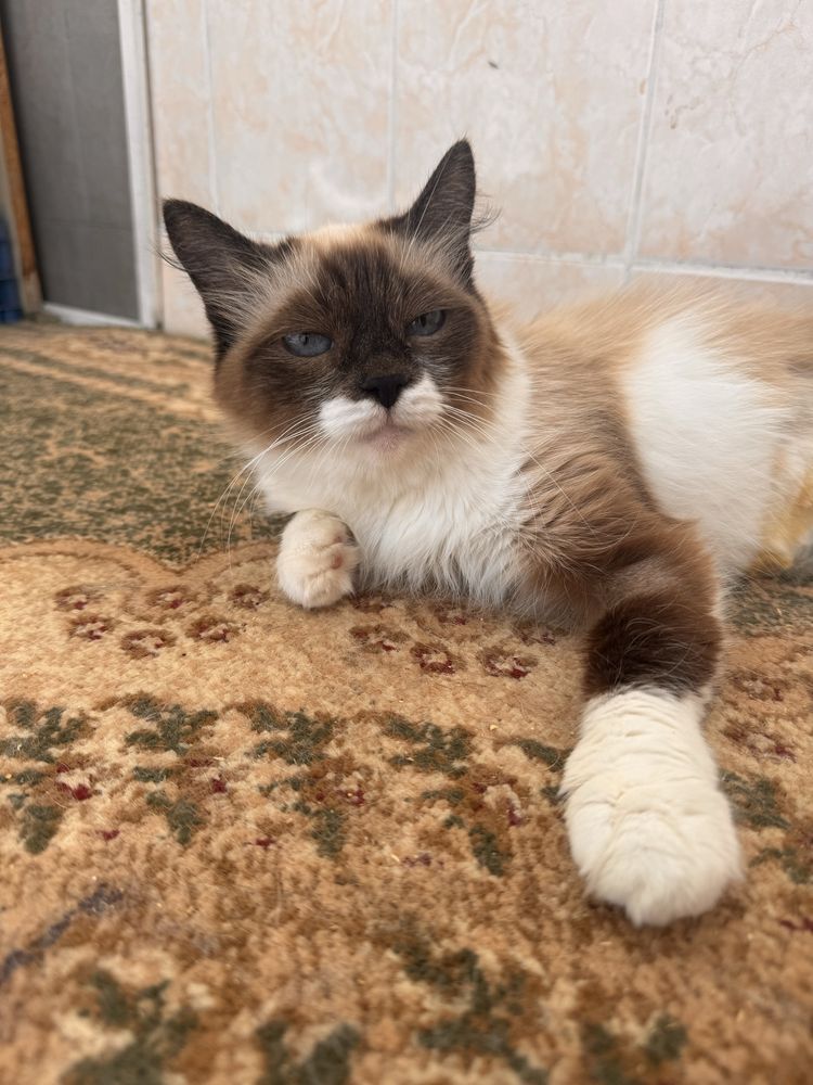 Кошка ищет добрых хозяев
