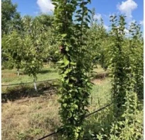 Pomi fructiferi normali Pruni