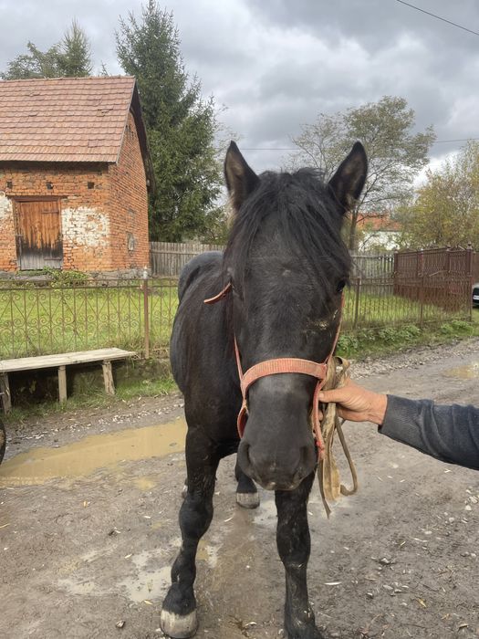 Mânz de vanzare-bine ingrijit