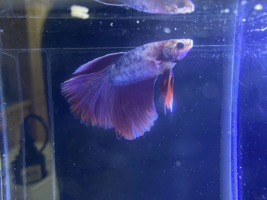 beta / Petushok kislarodsiz yashaydigan baliq