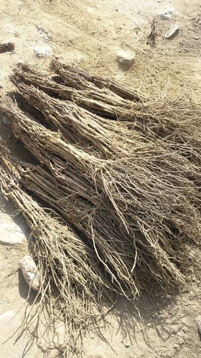 Butasi vita de vie și pomi fructiferi