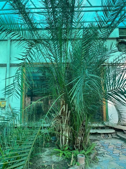 Живые Пальмы в Ташкенте