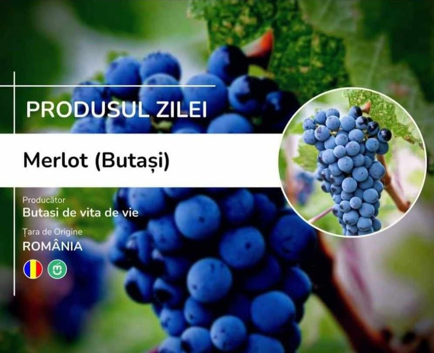 Vita de vie Anul 1 2 3