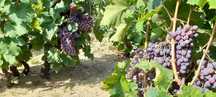Vand struguri pentru vin