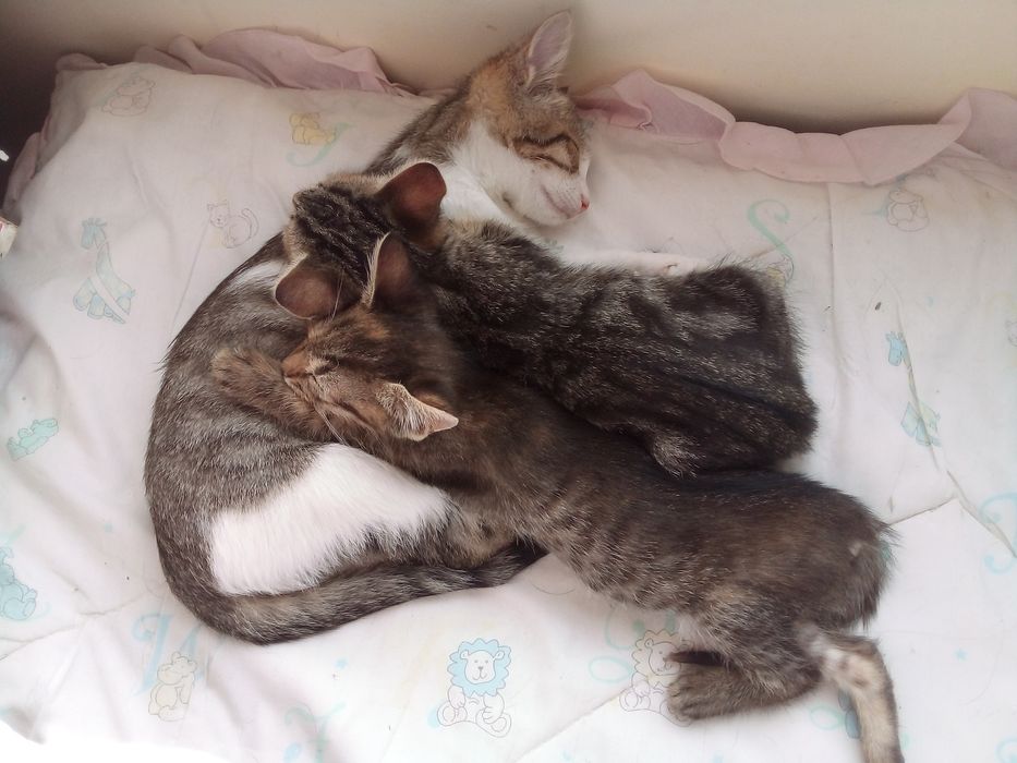 Подарявам  4 малки котенца Бургас