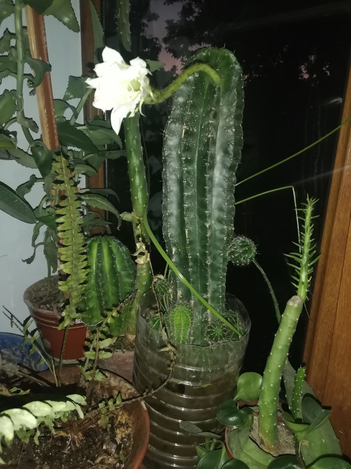 Продаю комнатное растение кактус эхинопсис