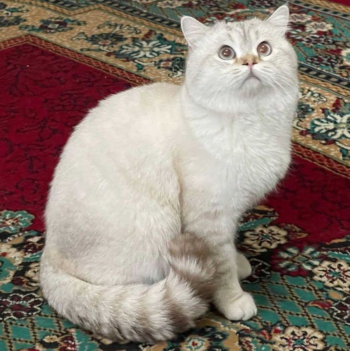 VIYAZKA: Scottish strayt Color Point shinshilla (toza qon)