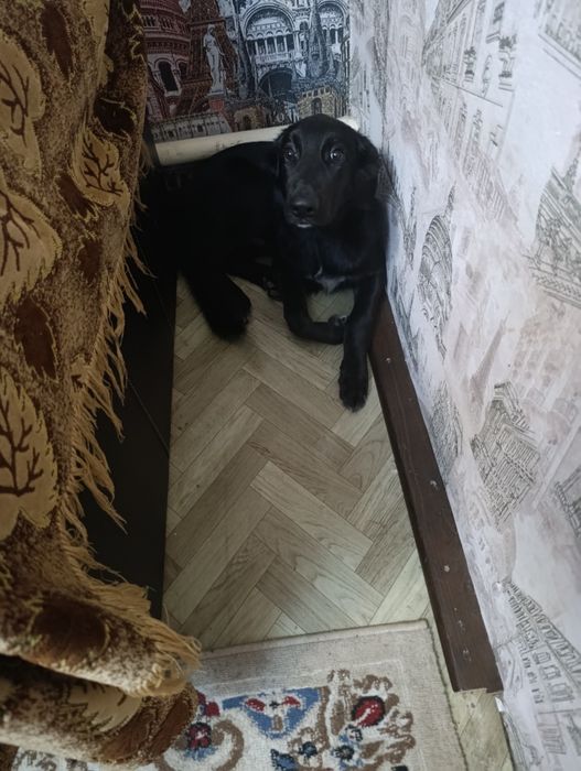 Отдам собаку  мальчик5месяцеав