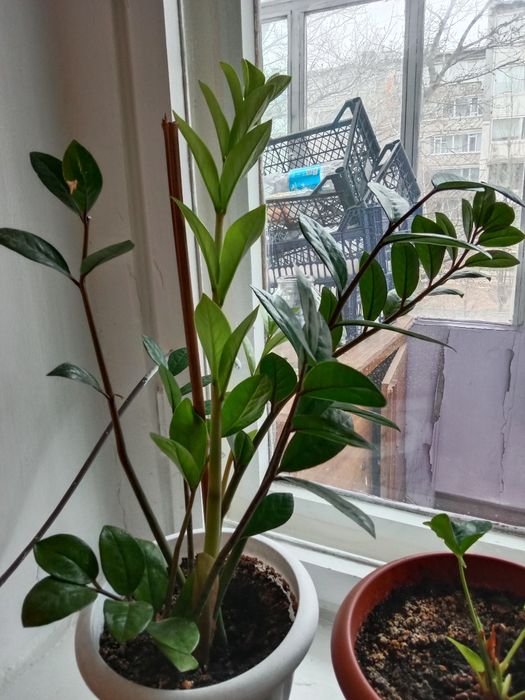 Продам цветок долларовое дерево, недорого.