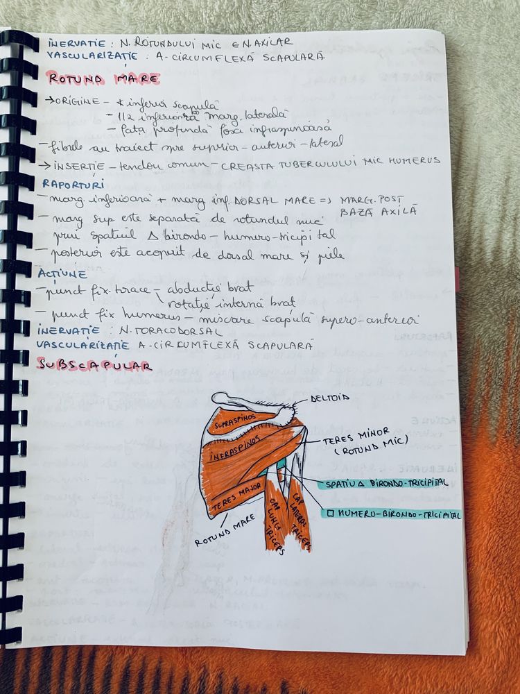 Notite anatomie anul 1 semestrul 1