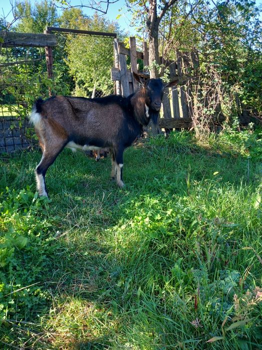 Vind țap alpin francez