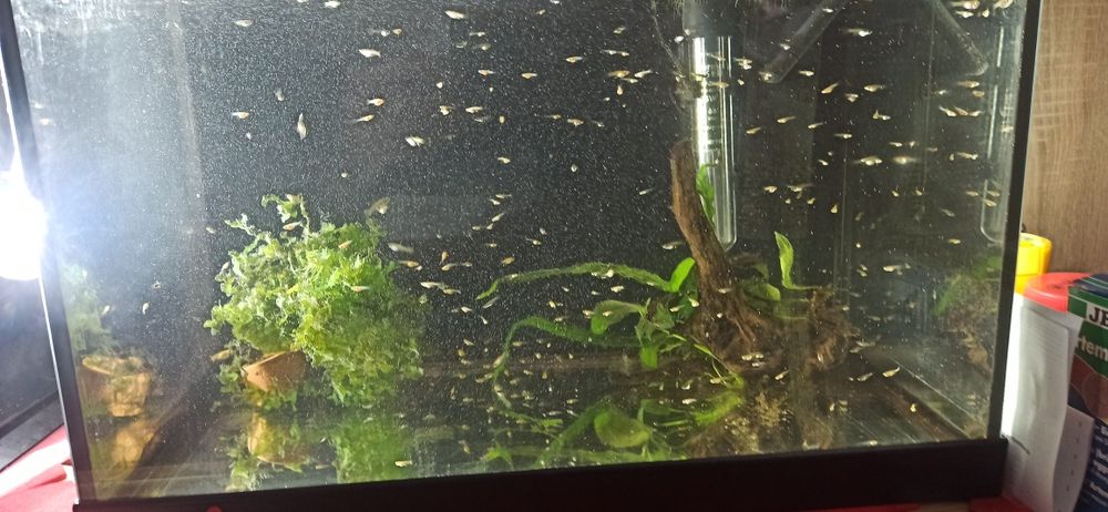 Pesti + plante acvariu