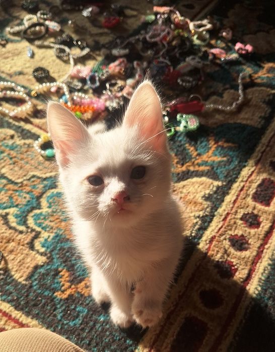 Котенок бесплатно