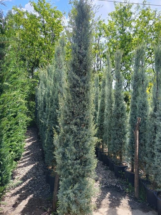 Leylandii chiparos