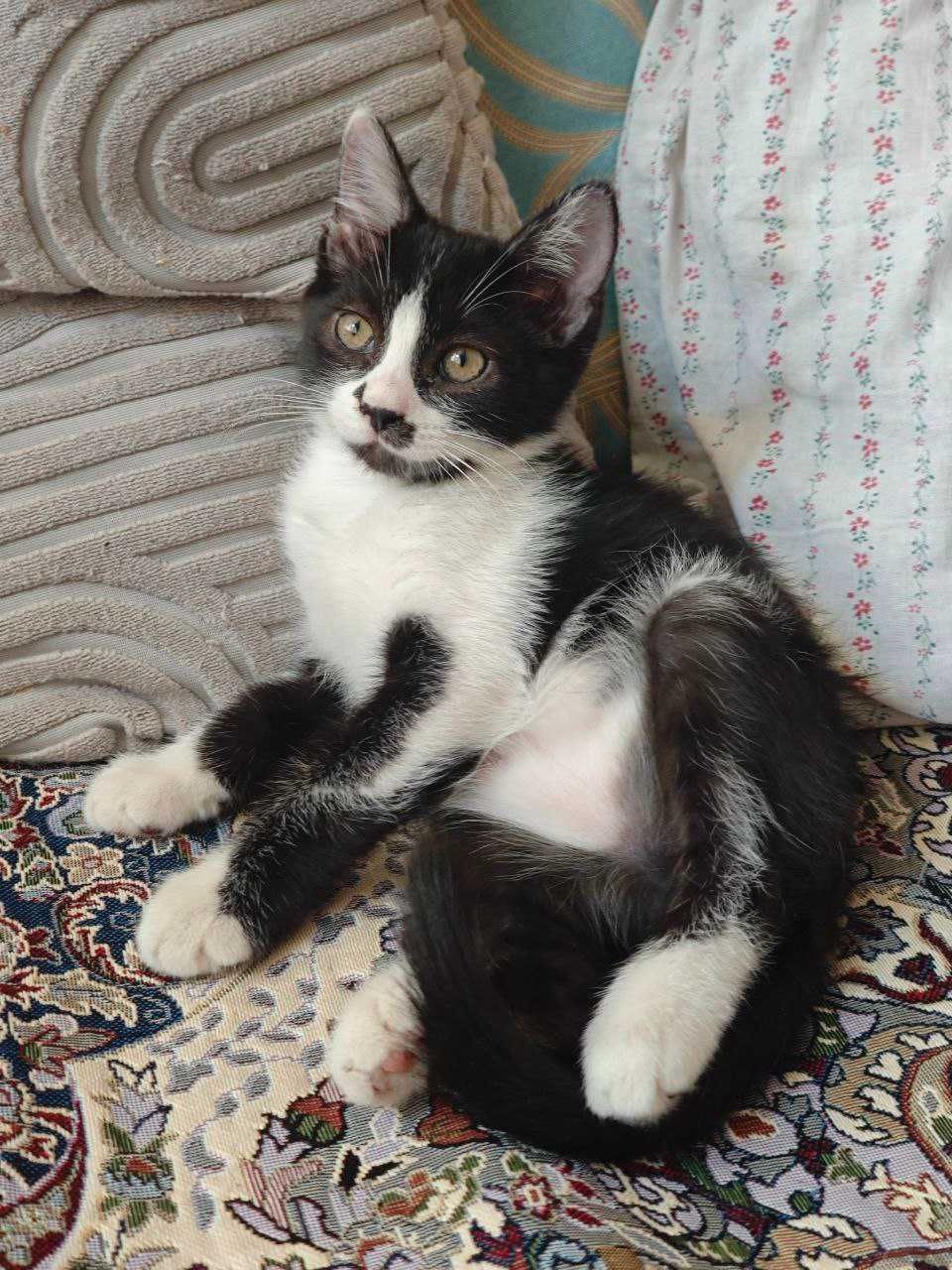 Котёнка в добрые руки