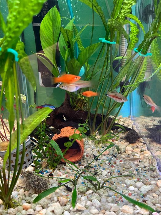 Pești ,plante acvariu