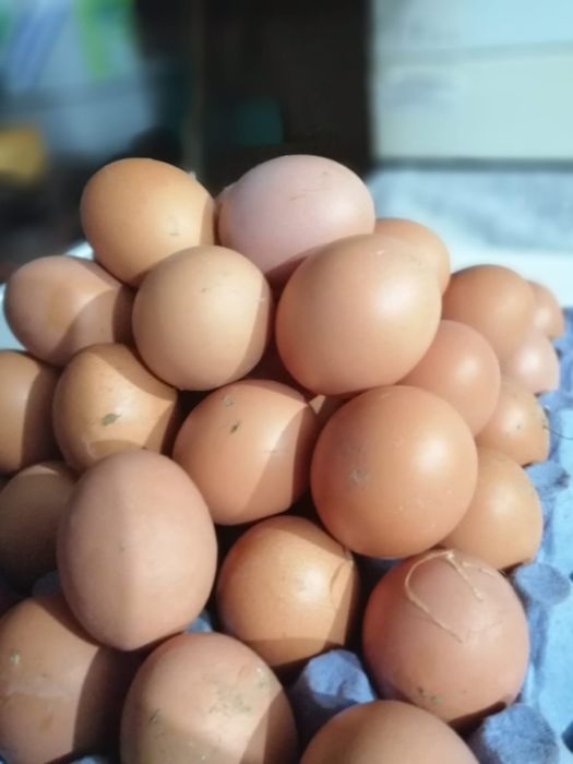 Ouă de la găini hrănite cu cereale
