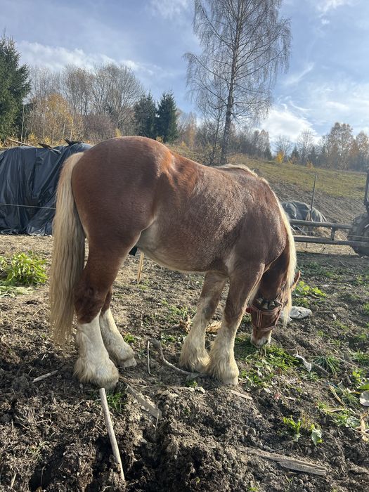Vând armasar sau schimb cu iapa