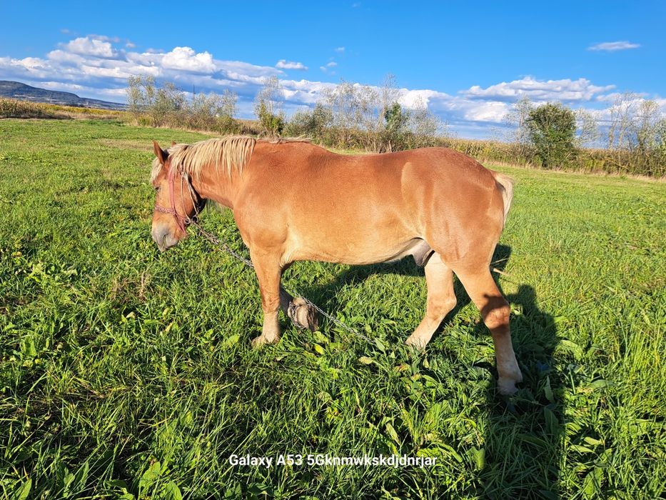 Cal                        .