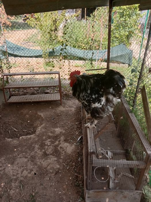 Продам петуха мраморный кохинхин