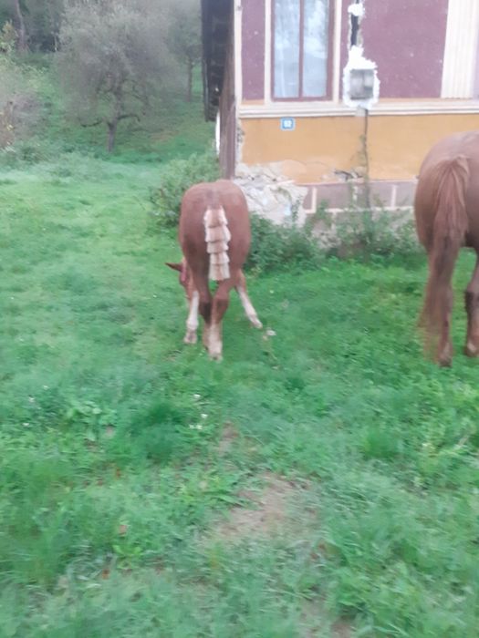 Vand mânz de 4 luni