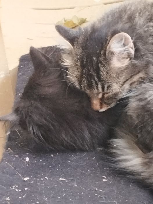 Подарявам котенца