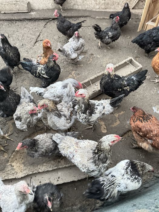 Продам домашних курей