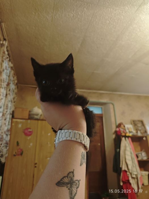 В хорошие руки котят