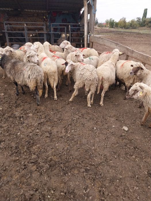 Oi reforme de vânzare