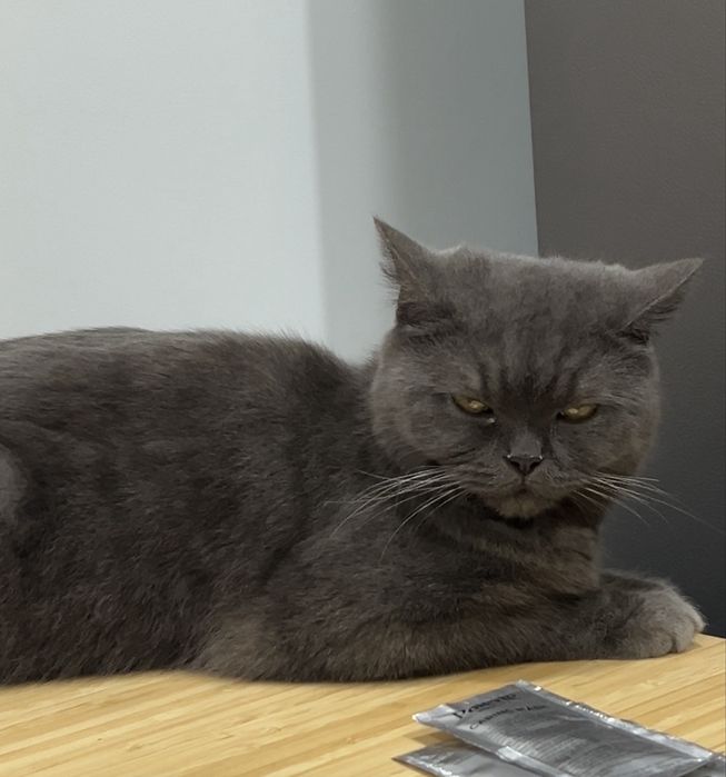 Mushuk кошка британская