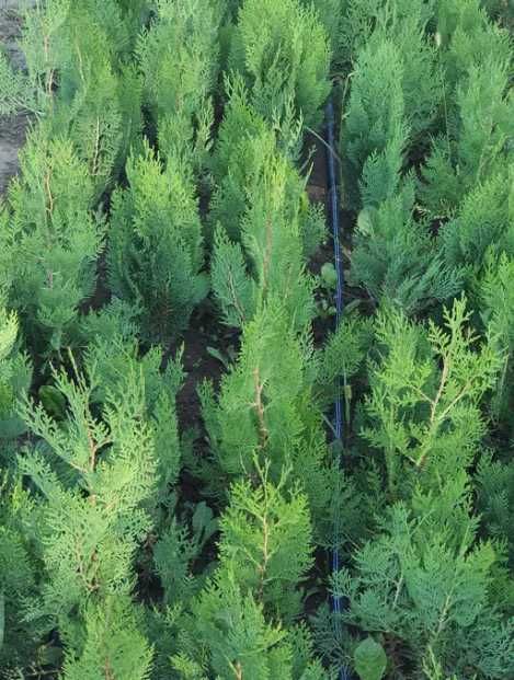 Plante ornamentale unice ce încântă prin detalii naturale