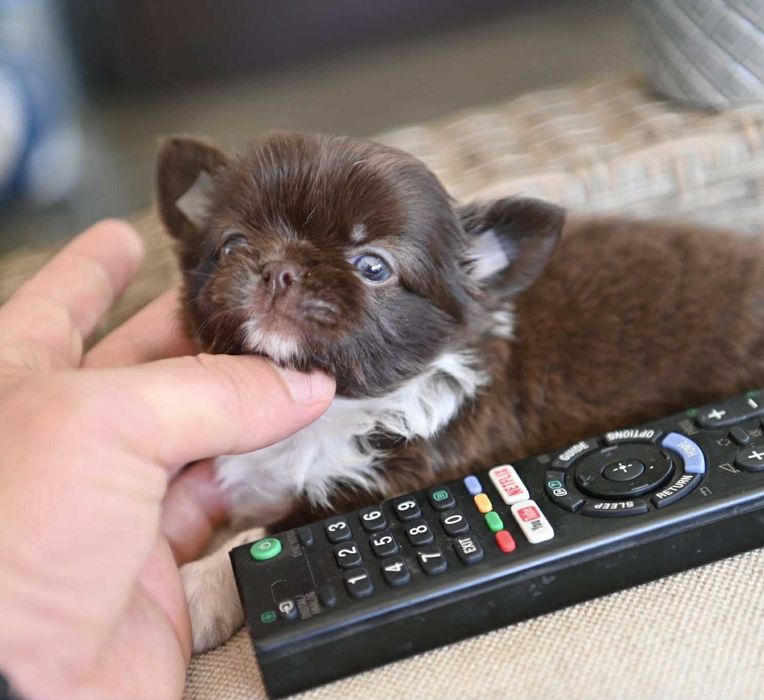 Женско дългокосместо мини чихуахуа шоколадово