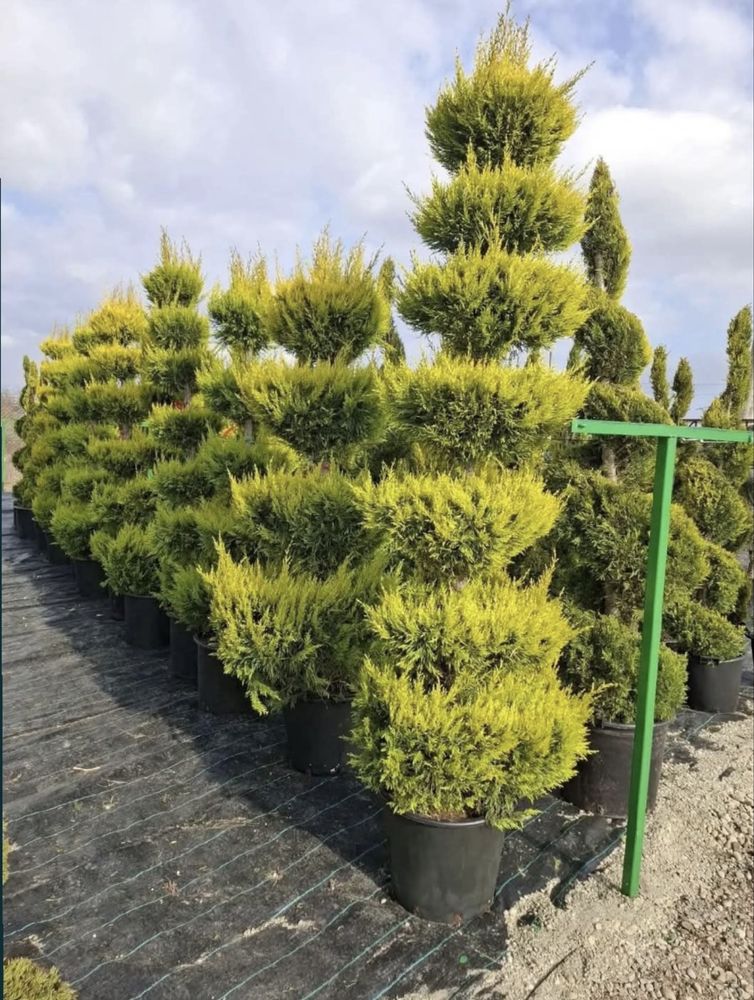 Plante ornamentale