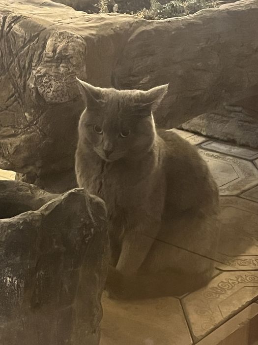 Кошка порды не знаем