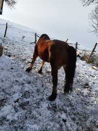 Cal castrat cuminte 6 ani cal de pădure de tras la Bușteni