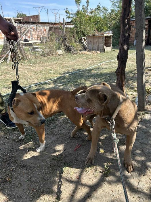 Питбулчета на на 2 седмици търсят нови стопани