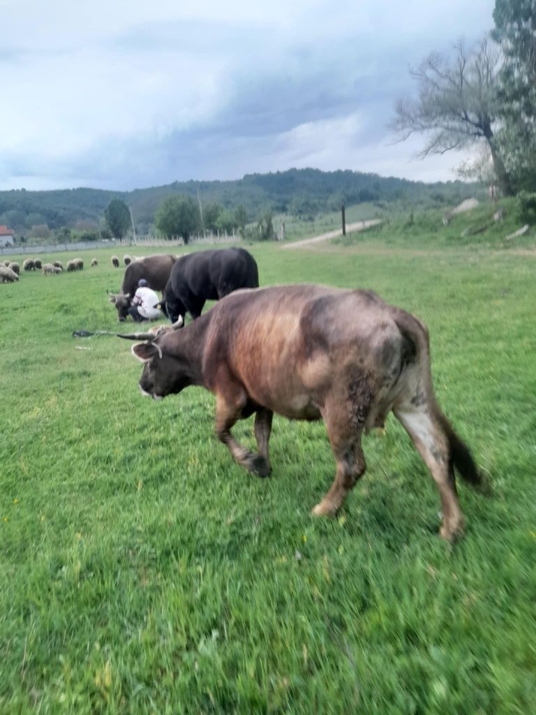 Vând vaca jungii capre iezi miei