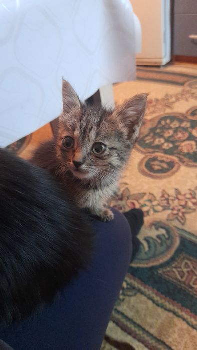 Отдам котят в добрые руки мальчики
