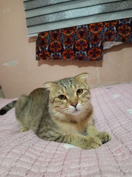 Мушук йуколган топганлар мукофатланади