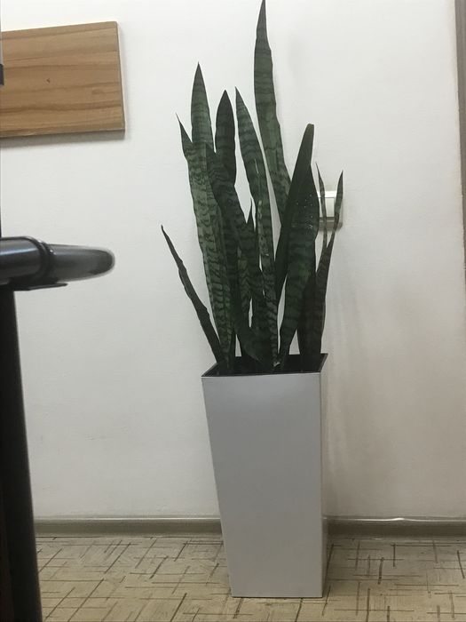Продам комнатные цветы