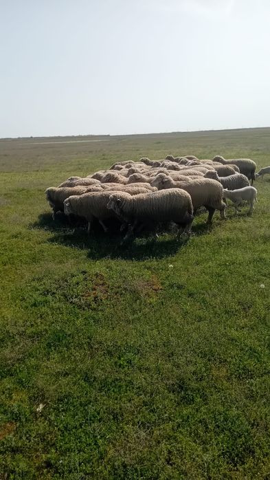 Vând oi de rasă merinos