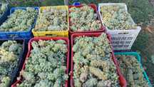 Struguri de vin diferite soiuri