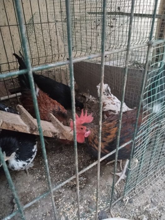 ёш япон хурозлари сотилади