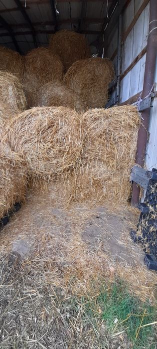 Vand baloti de paie din recolta 2025