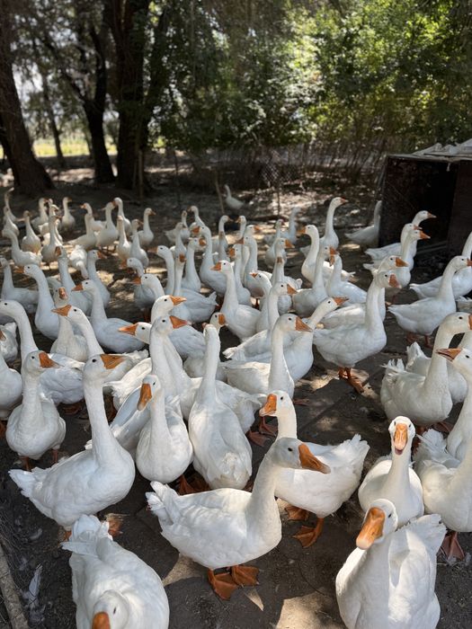 Продам гусей гусей брал с Казани